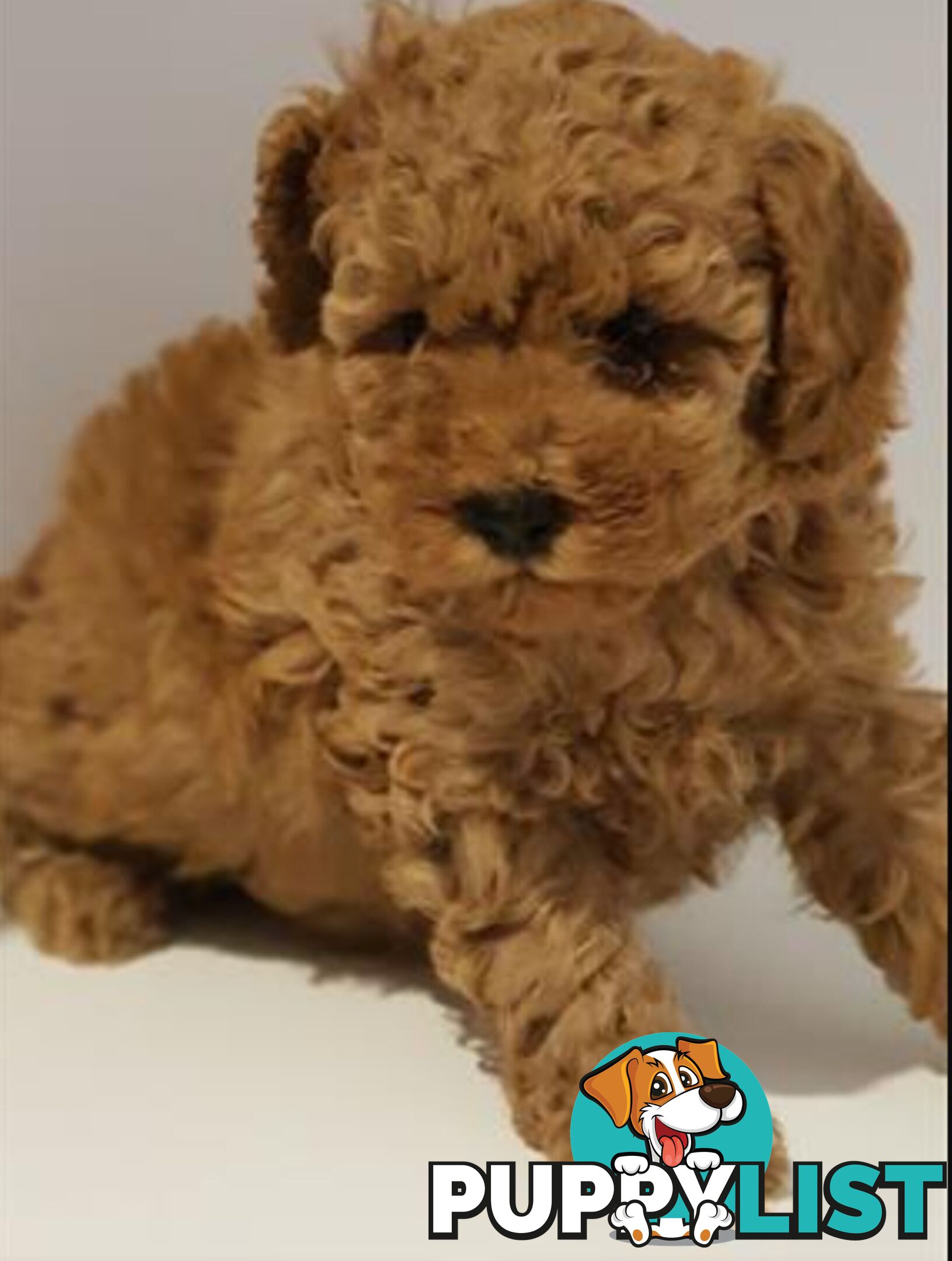 Gorgeous Red toy poodles females