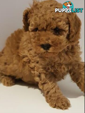 Gorgeous Red toy poodles females