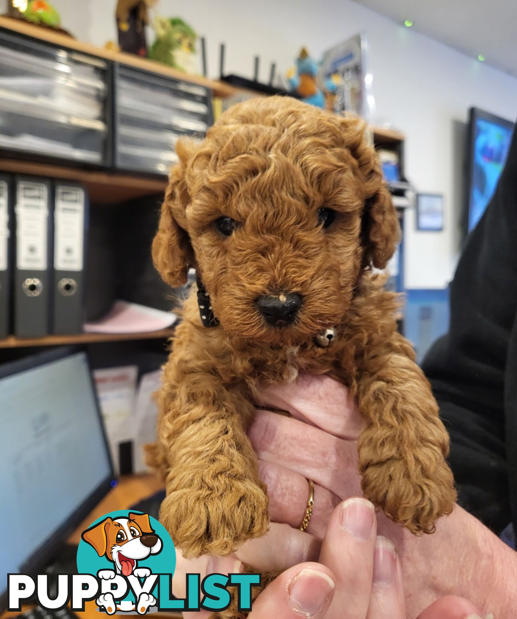 Gorgeous Red toy poodles females