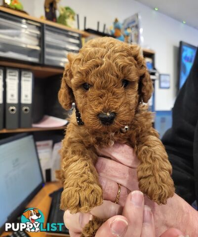 Gorgeous Red toy poodles females