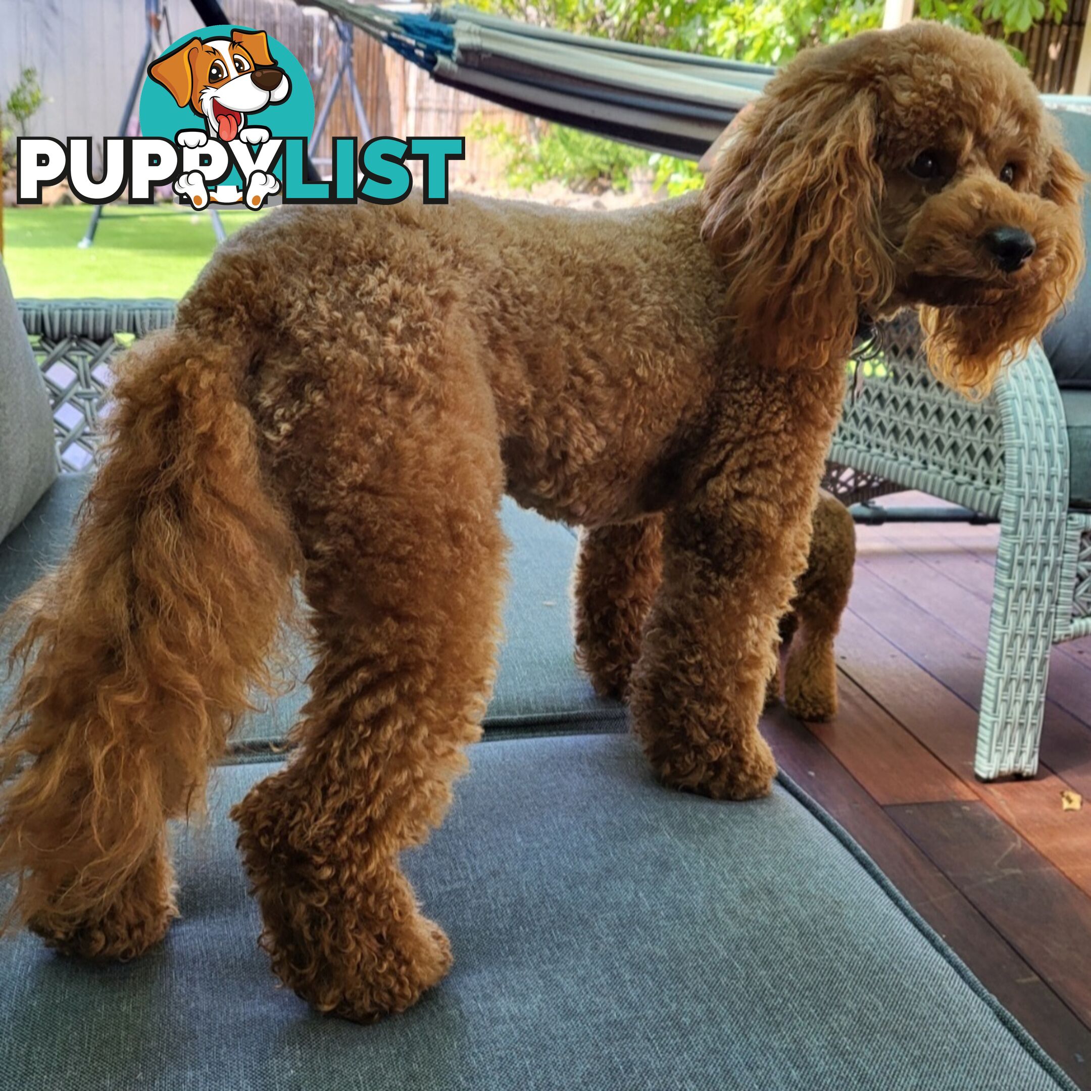 Gorgeous Red toy poodles females