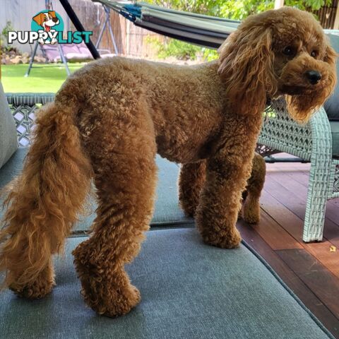 Gorgeous Red toy poodles females