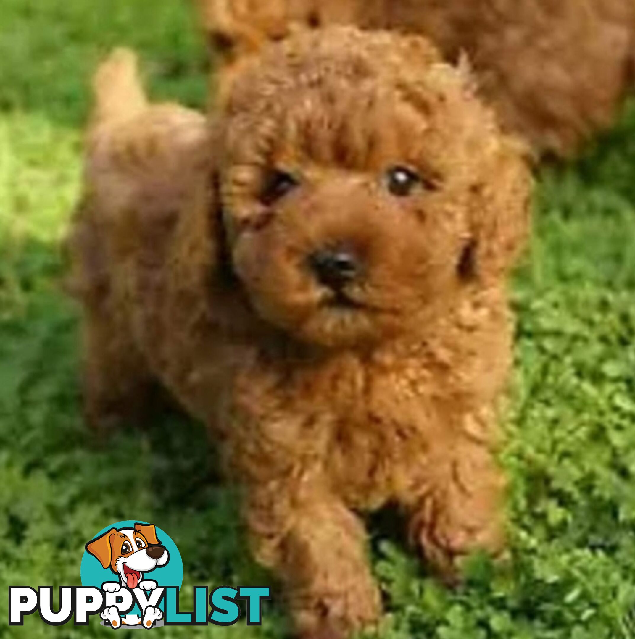 Gorgeous Red toy poodles females