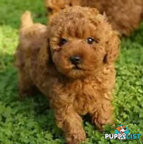 Gorgeous Red toy poodles females
