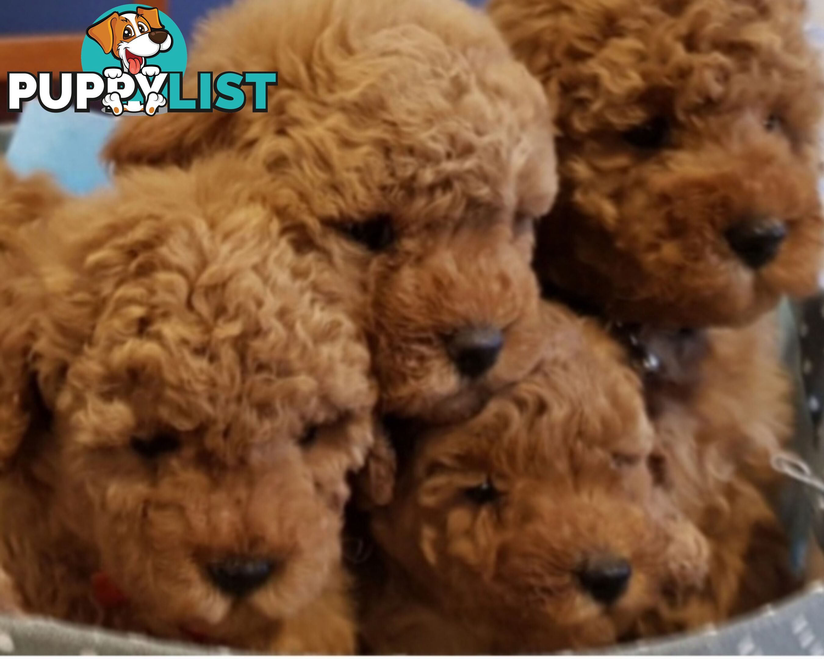Gorgeous Red toy poodles females