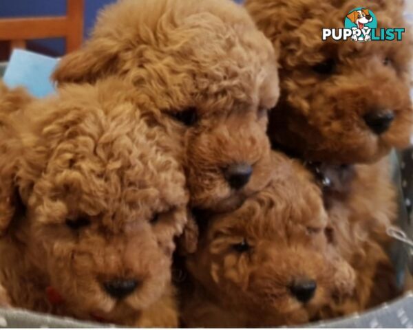 Gorgeous Red toy poodles females