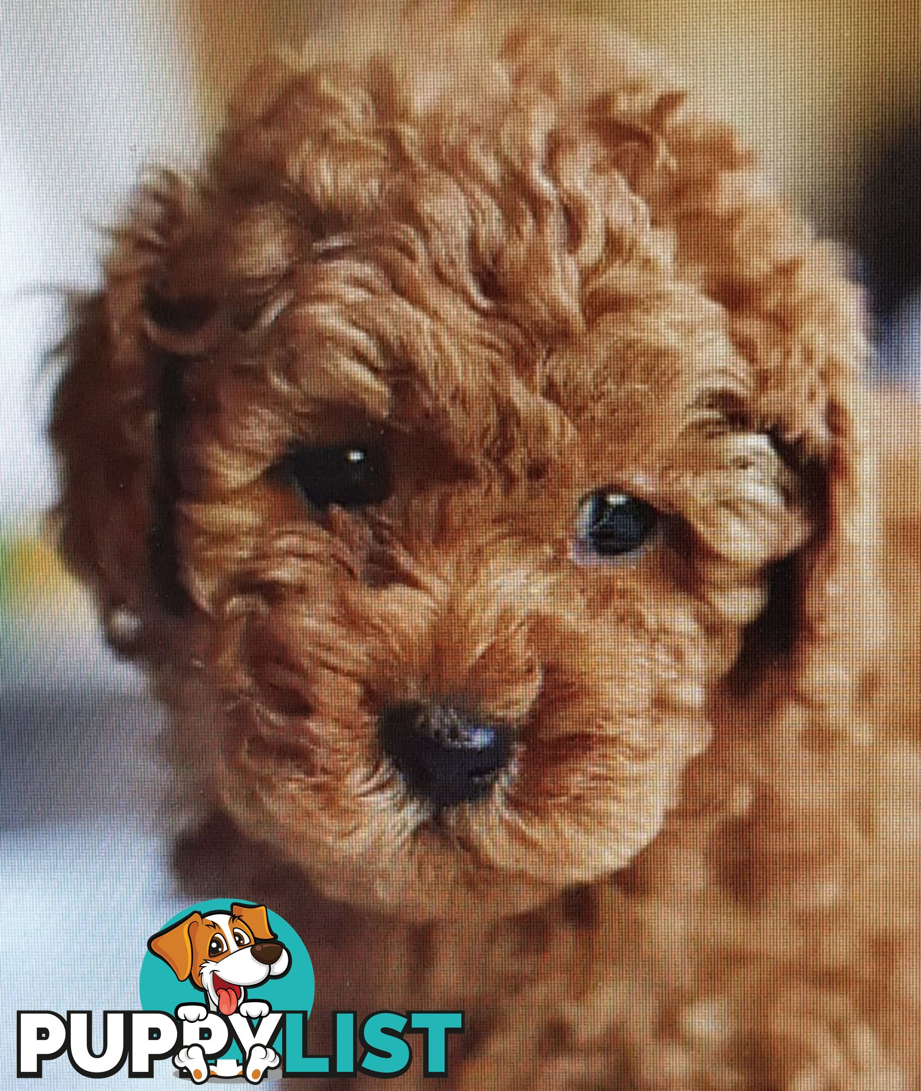 Gorgeous Red toy poodles females