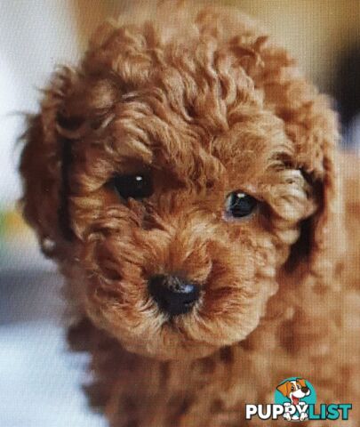 Gorgeous Red toy poodles females