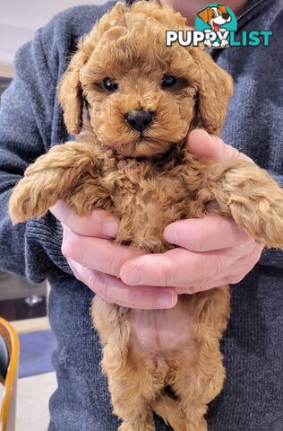 Gorgeous Red toy poodles females