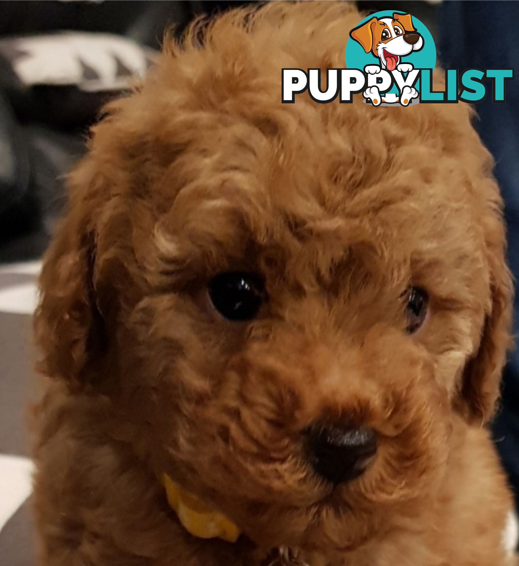 Gorgeous Red toy poodles females