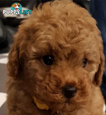 Gorgeous Red toy poodles females