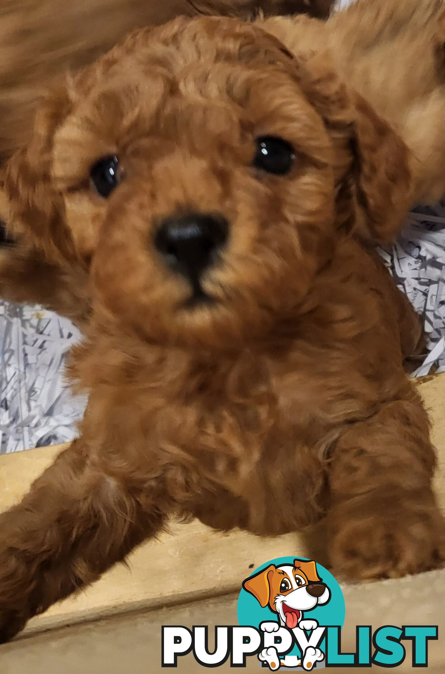 Gorgeous Red toy poodles females