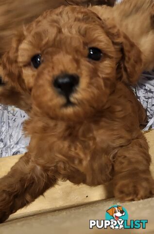 Gorgeous Red toy poodles females