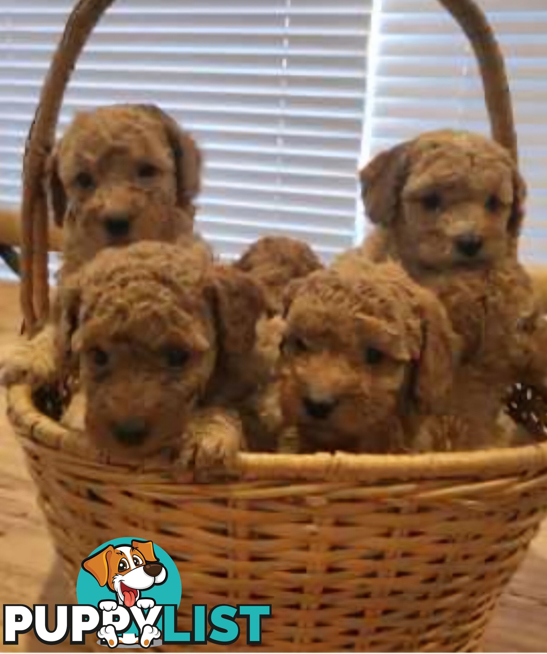 Gorgeous Red toy poodles females