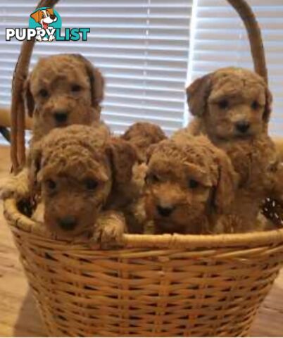 Gorgeous Red toy poodles females