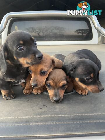 Chiweenies