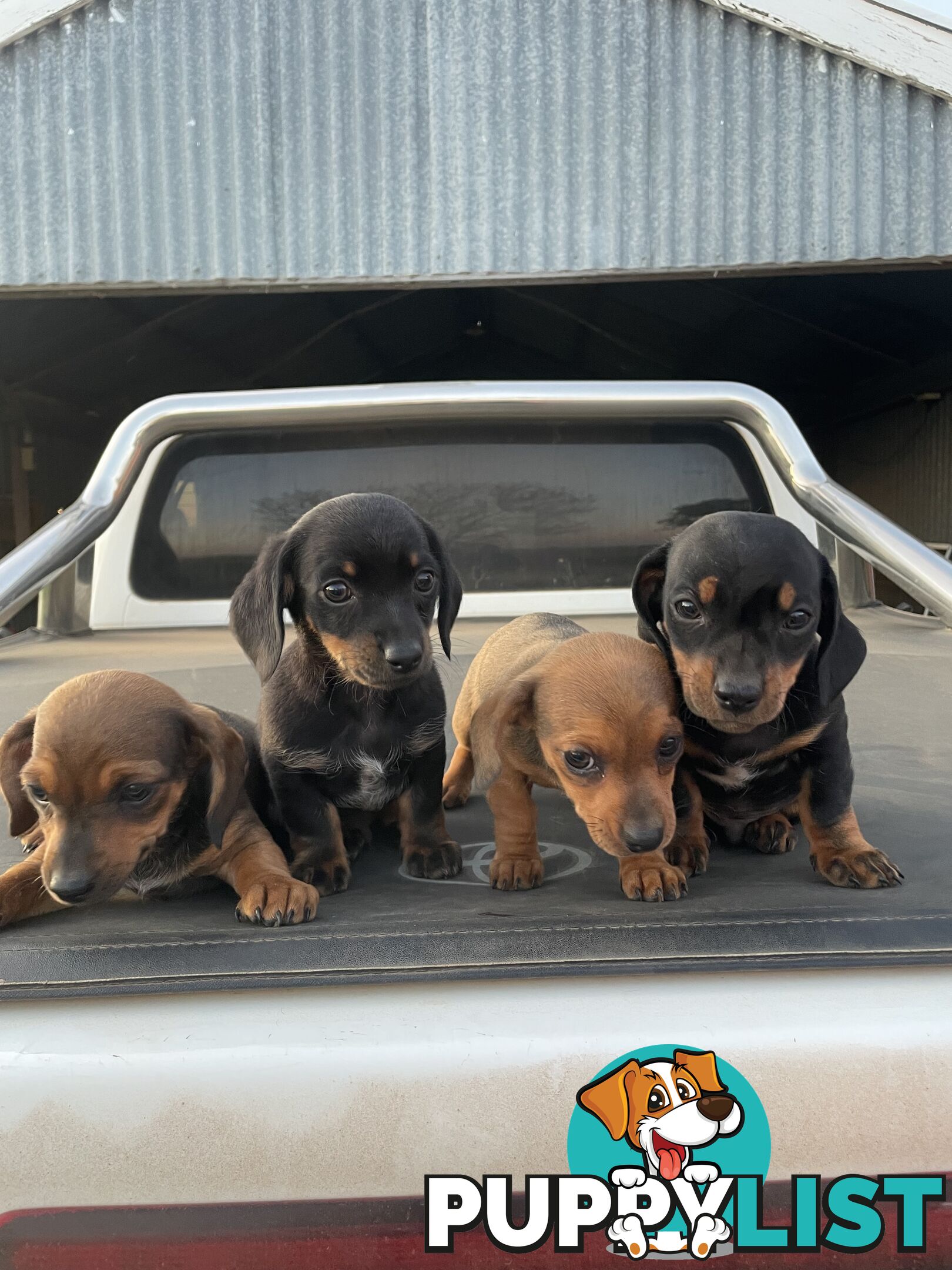 Chiweenies