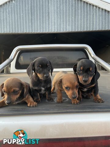 Chiweenies