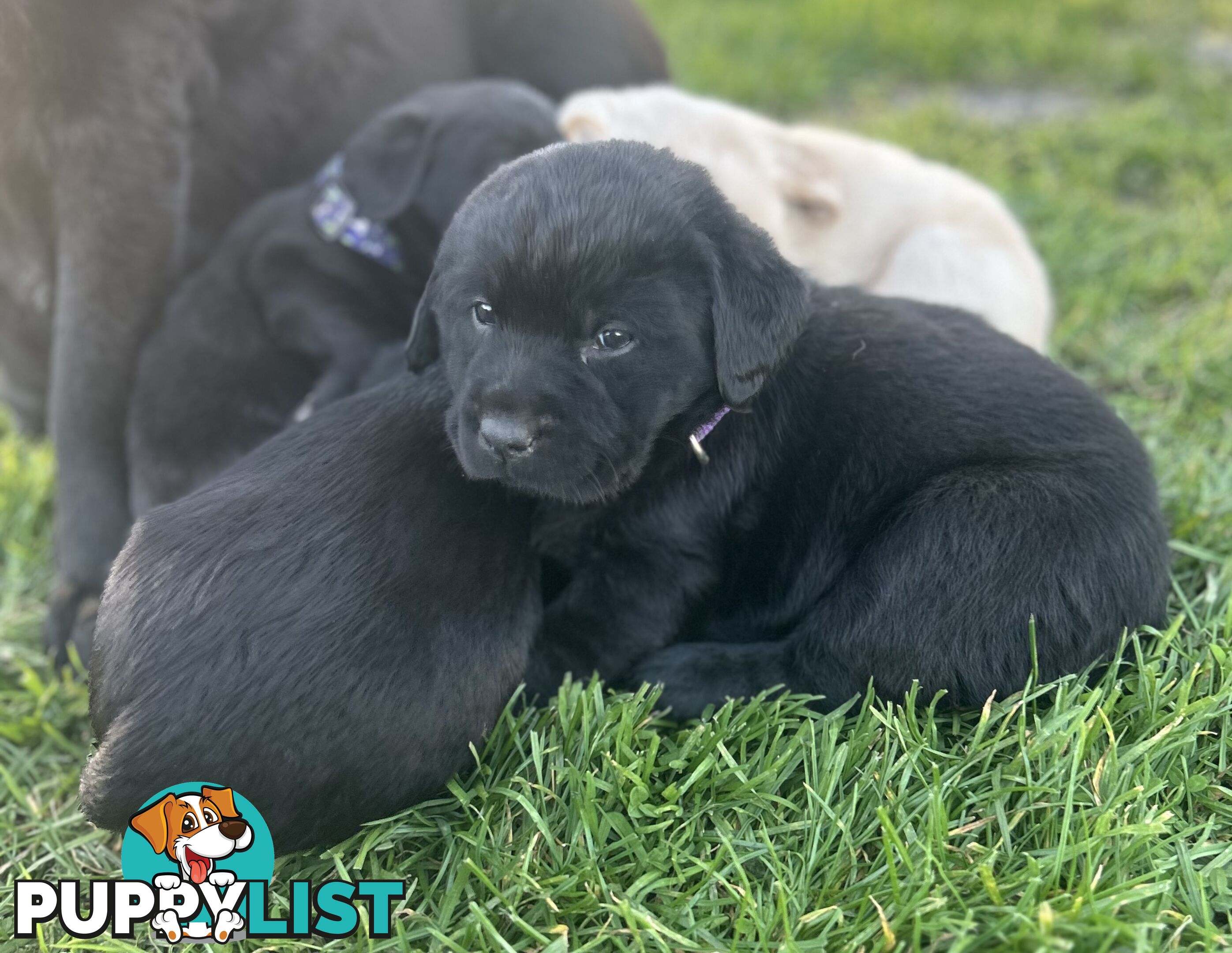 Walker Purebred Labrador Puppies