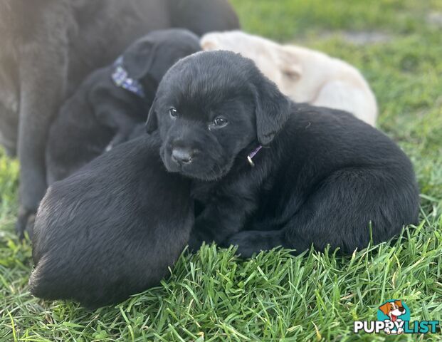 Walker Purebred Labrador Puppies