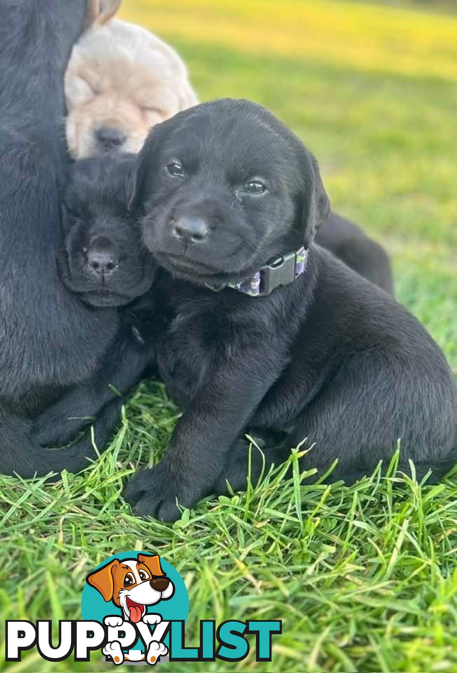 Walker Purebred Labrador Puppies