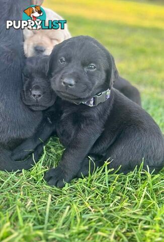 Walker Purebred Labrador Puppies