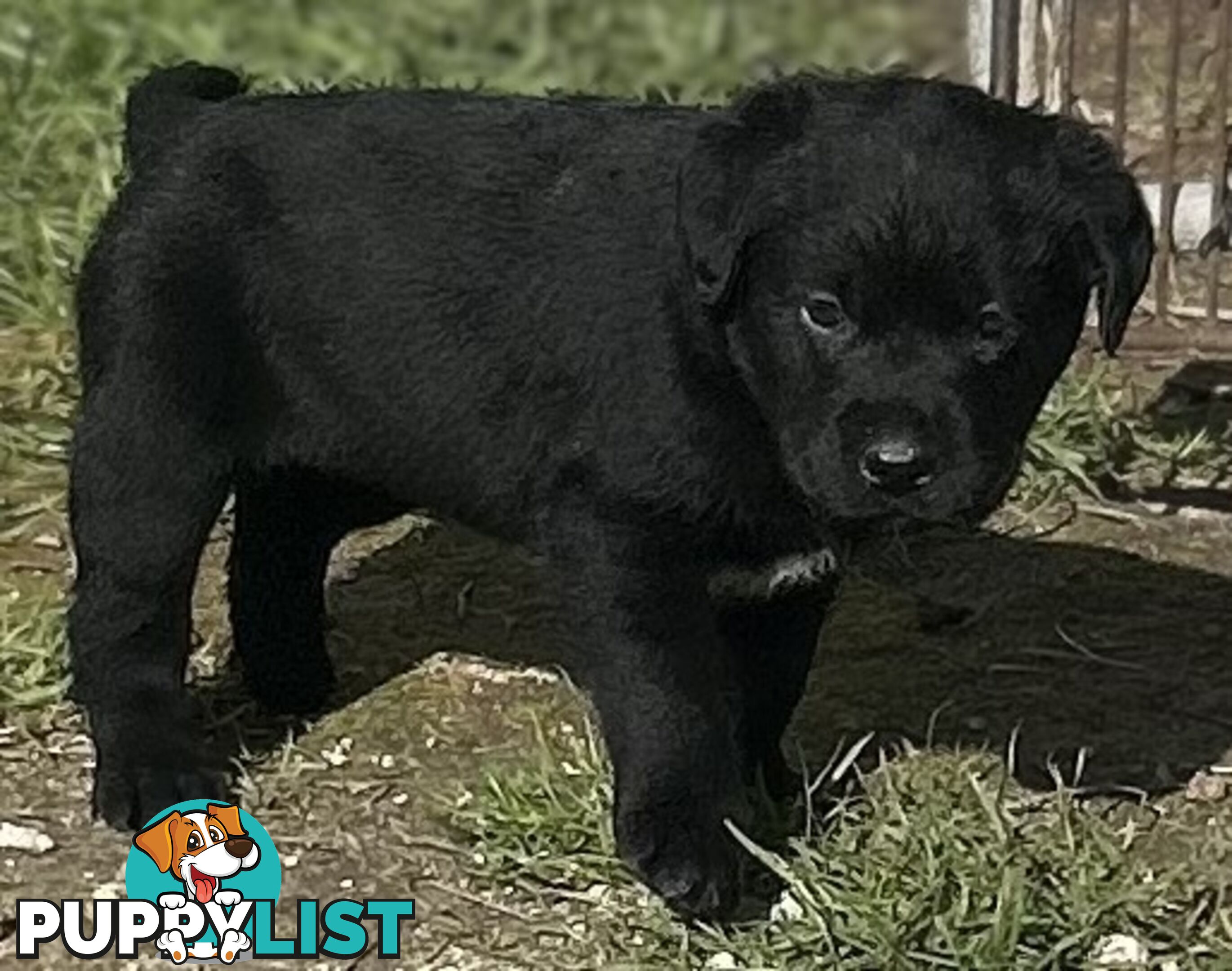 Walker Purebred Labrador Puppies