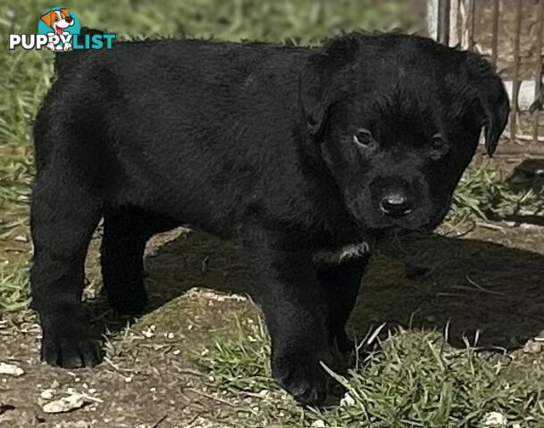 Walker Purebred Labrador Puppies