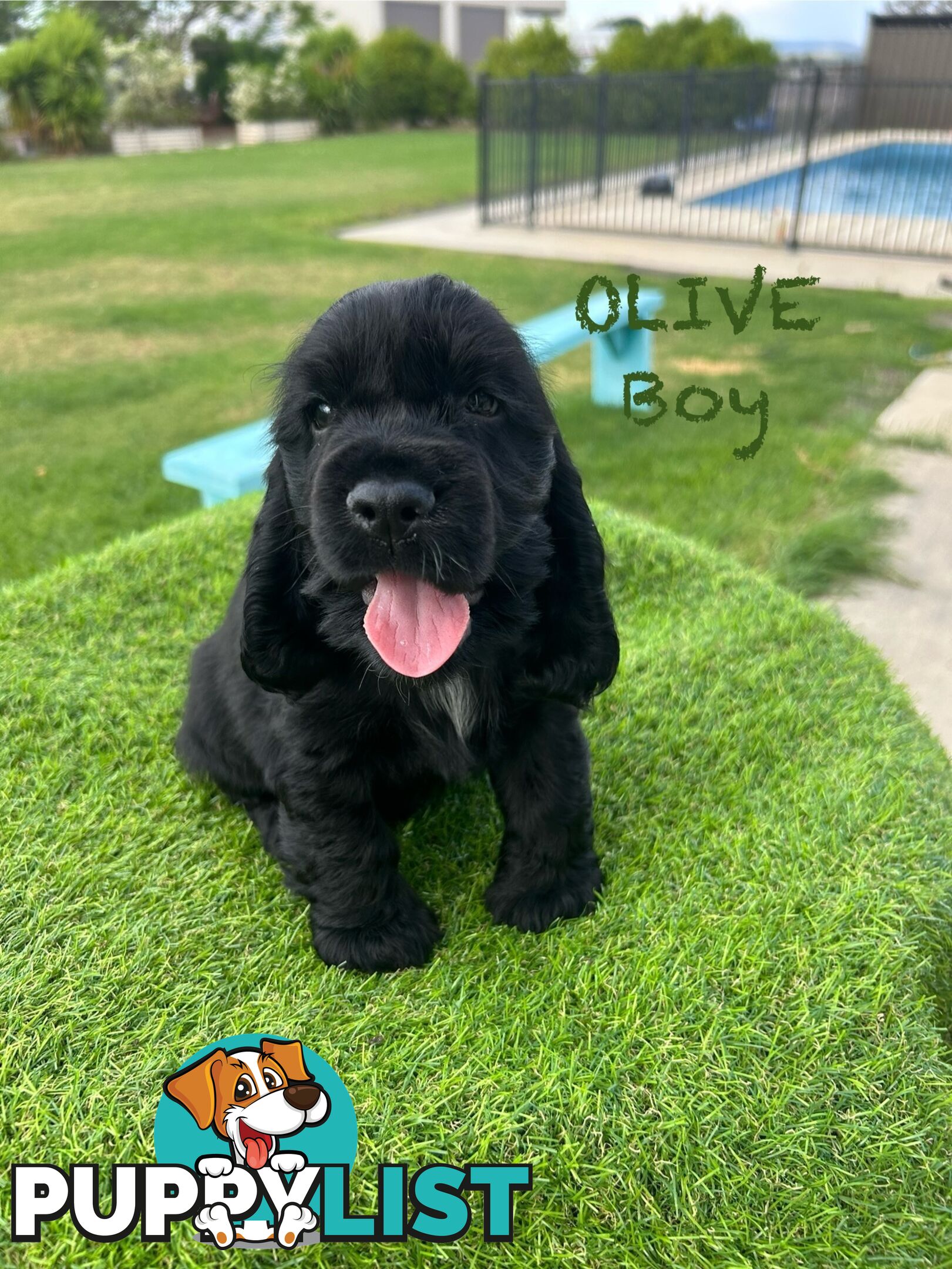 Cockerspaniel Puppies