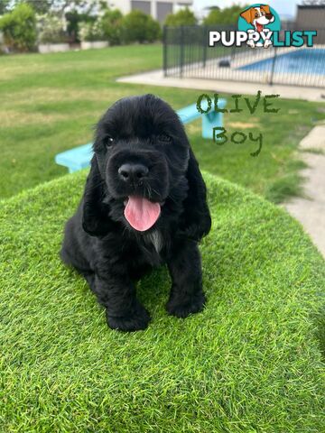 Cockerspaniel Puppies