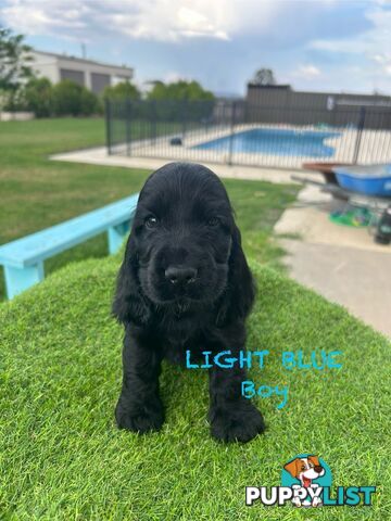 Cockerspaniel Puppies