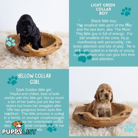 Cockerspaniel Puppies