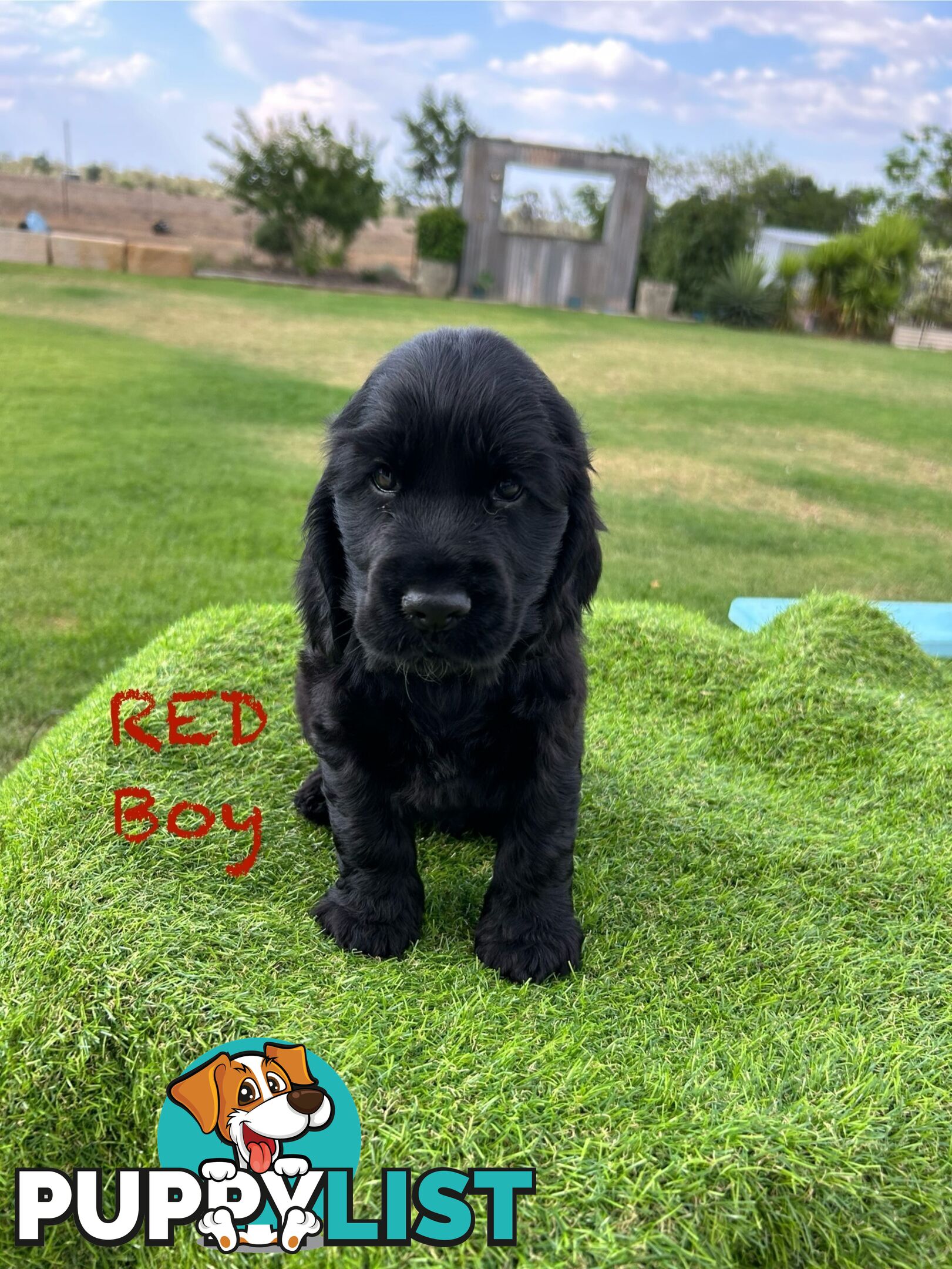 Cockerspaniel Puppies