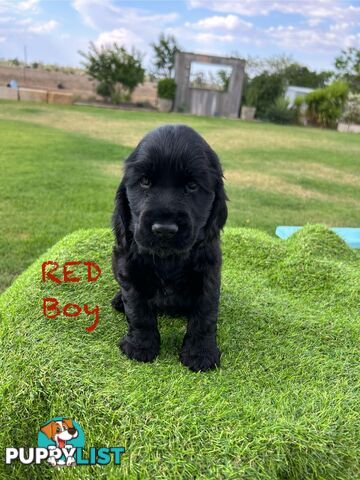 Cockerspaniel Puppies