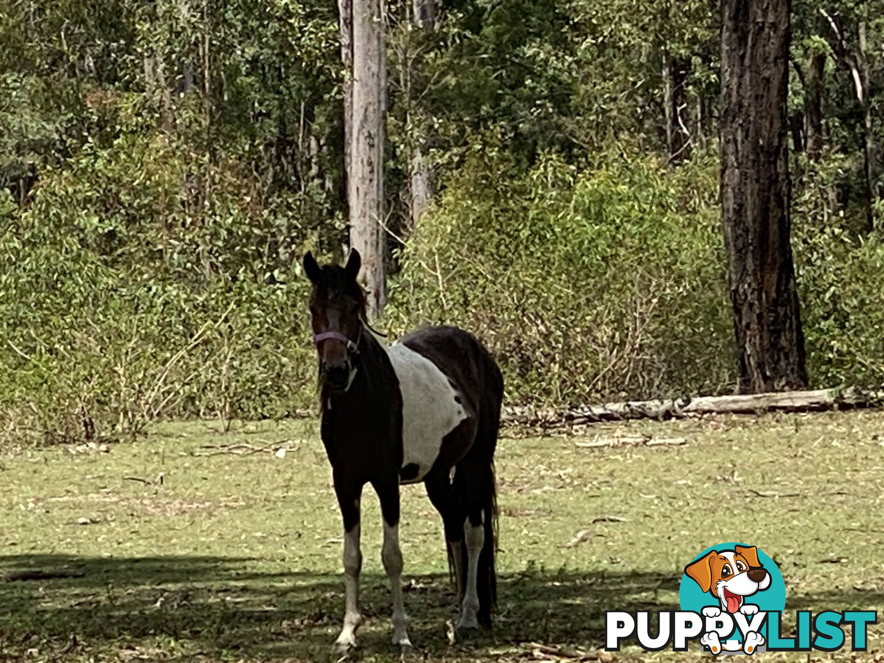 1449 Atkinsons Dam Road CHURCHABLE QLD 4311