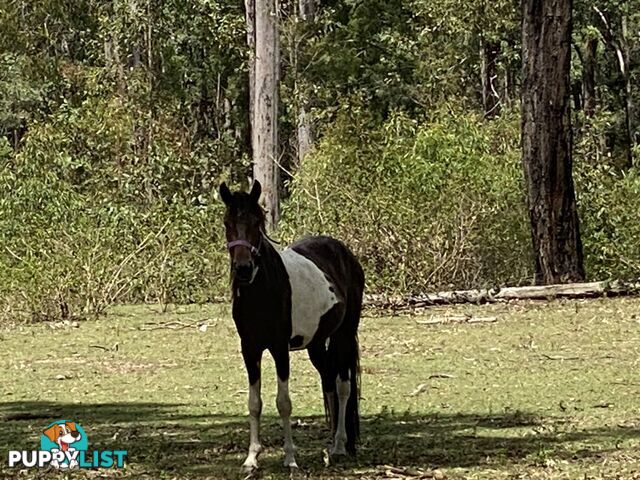 1449 Atkinsons Dam Road CHURCHABLE QLD 4311