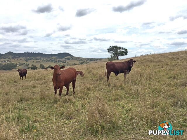 MAMA LILLYDALE QLD 4347