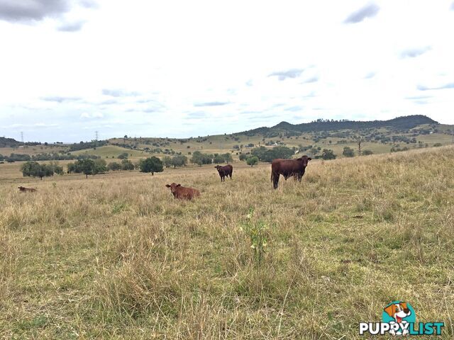 MAMA LILLYDALE QLD 4347