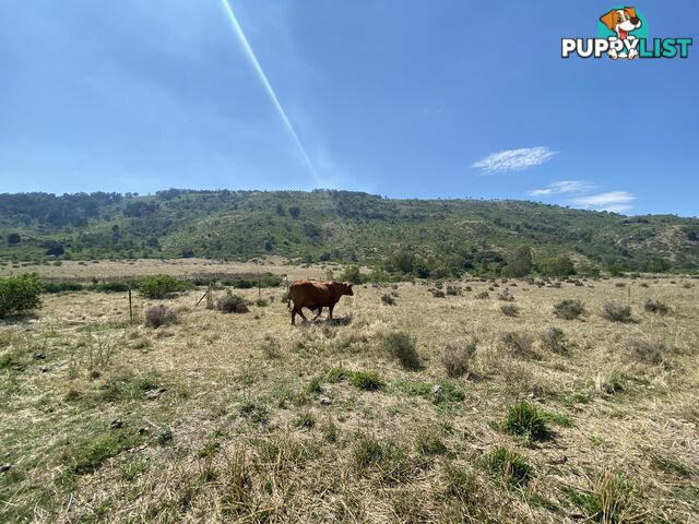 1133 Ropeley-Rockside Road ROCKSIDE QLD 4343