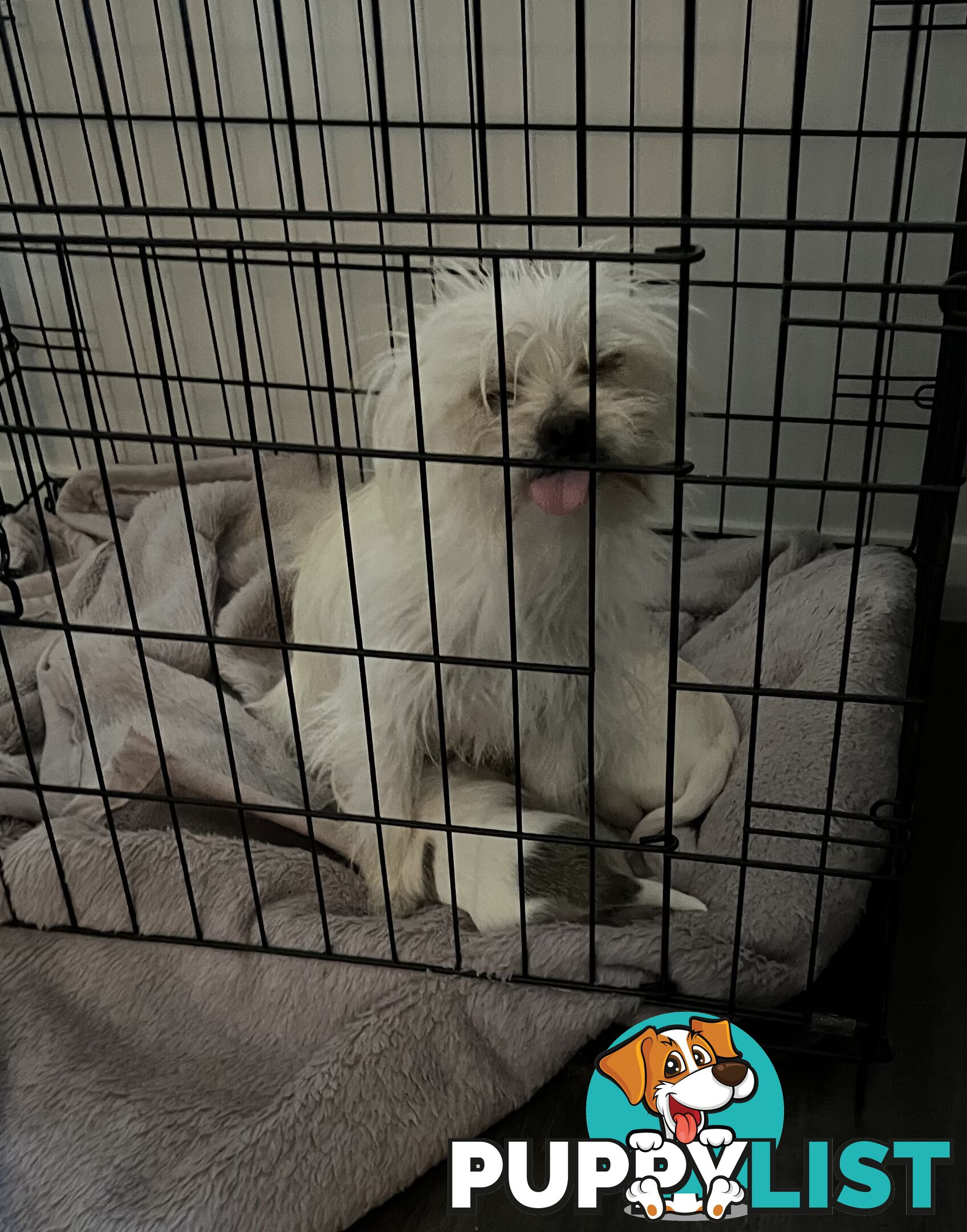Maltese Shih Tzu