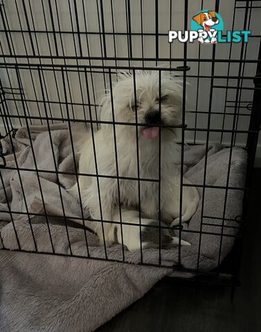 Maltese Shih Tzu