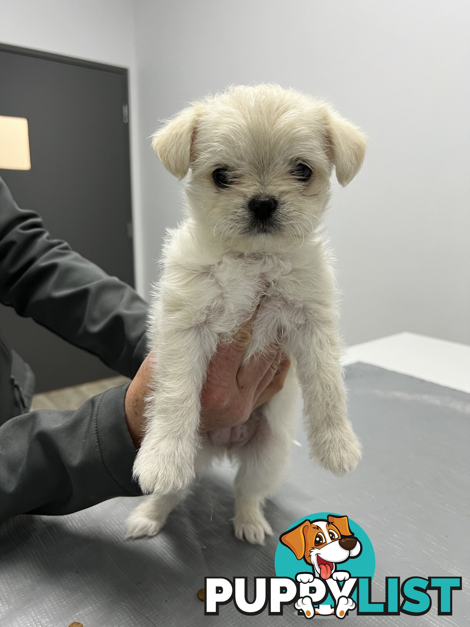 Maltese Shih Tzu