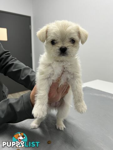 Maltese Shih Tzu