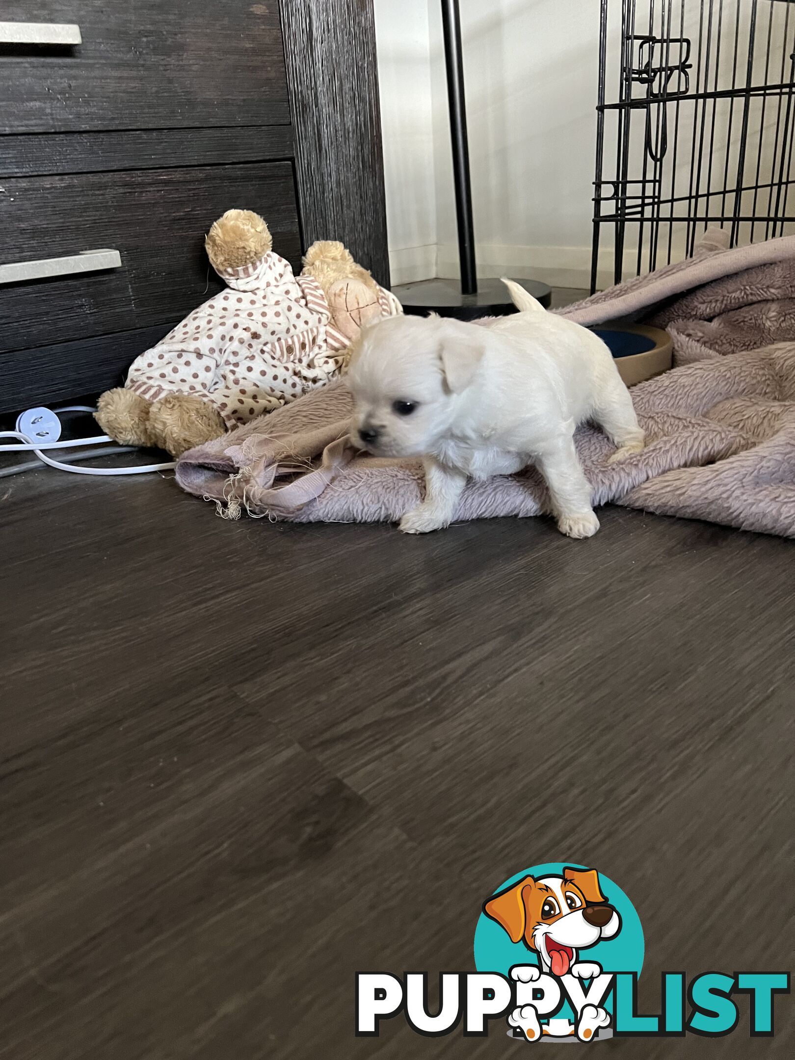 Maltese Shih Tzu