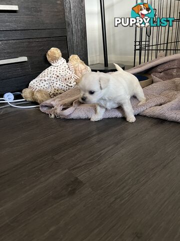 Maltese Shih Tzu