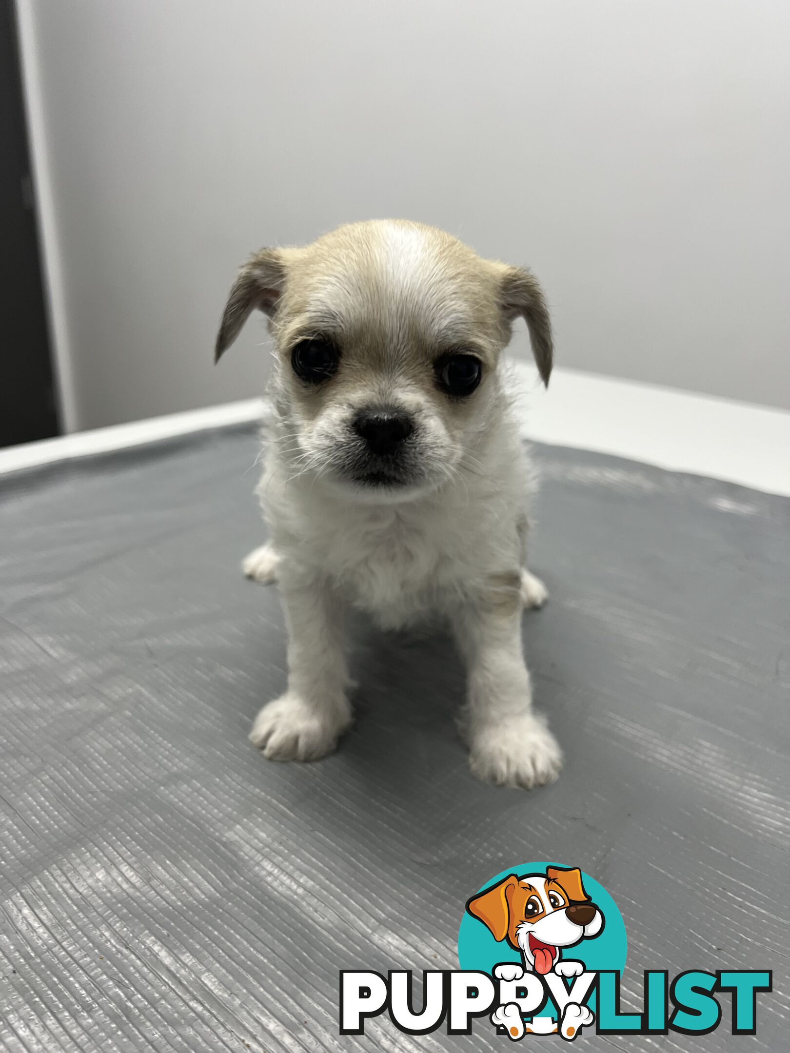 Maltese Shih Tzu