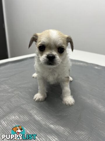 Maltese Shih Tzu