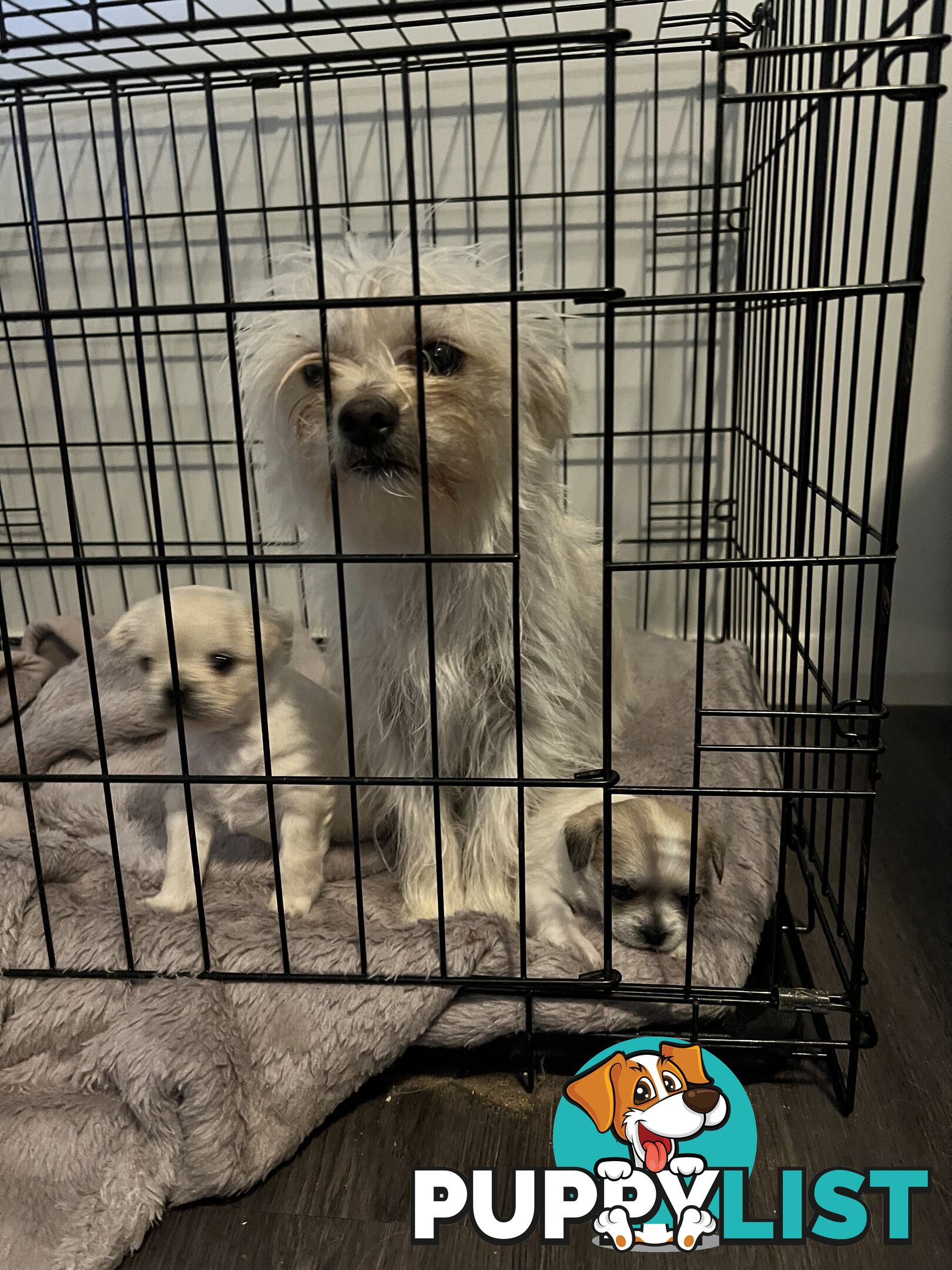 Maltese Shih Tzu