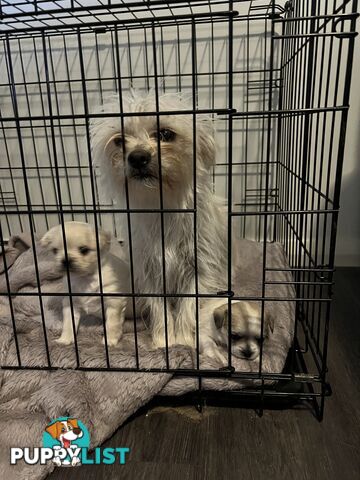 Maltese Shih Tzu