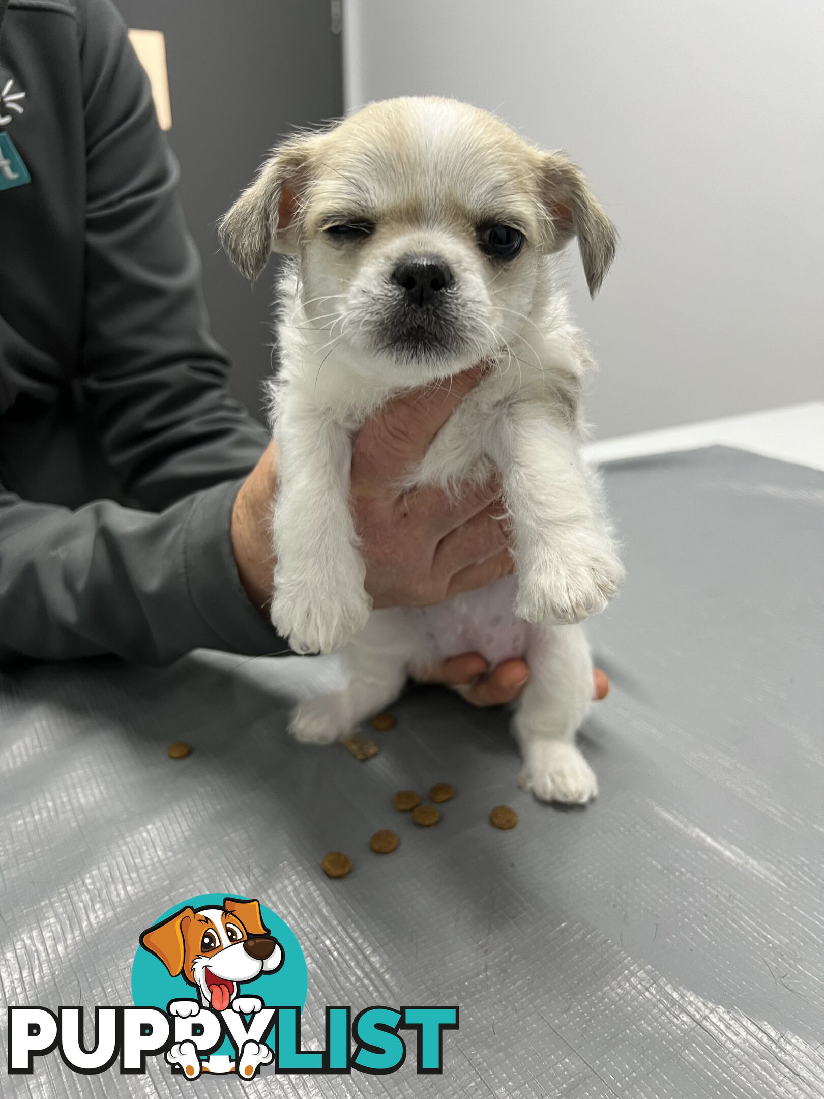 Maltese Shih Tzu